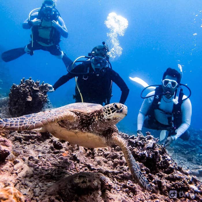 Diving in Samoa  Samoa Holiday Package Deals